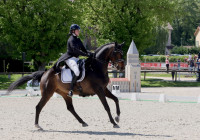 Vente de cheval : Handyboy